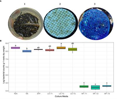 “In situ similis” Culturing of Plant Microbiota: A Novel Simulated Environmental Method Based on Plant Leaf Blades as Nutritional Pads